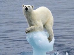 polar-bear-clinging-on