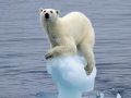 polar-bear-clinging-onto-cracking-ice.jpg